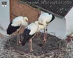 Capi_Dubne_20250728_072503.jpg