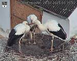 Capi_Dubne_20250728_073502.jpg