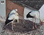 Capi_Dubne_20250728_074003.jpg