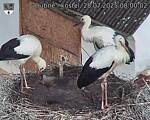 Capi_Dubne_20250728_080002.jpg