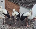 Capi_Dubne_20250728_081003.jpg