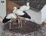 Capi_Dubne_20250728_081502.jpg