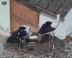 Capi_Dubne_20250728_094003.jpg