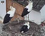 Capi_Dubne_20250728_101004.jpg