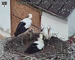 Capi_Dubne_20250728_104003.jpg