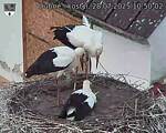 Capi_Dubne_20250728_105002.jpg