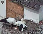 Capi_Dubne_20250728_112502.jpg