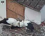 Capi_Dubne_20250728_113004.jpg
