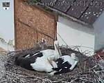 Capi_Dubne_20250728_114003.jpg