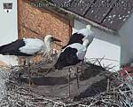 Capi_Dubne_20250728_120503.jpg