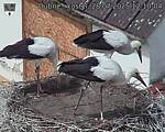 Capi_Dubne_20250728_121004.jpg