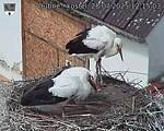 Capi_Dubne_20250728_121503.jpg