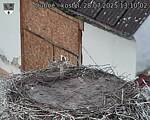 Capi_Dubne_20250728_131002.jpg