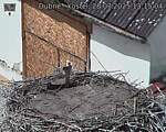 Capi_Dubne_20250728_131504.jpg