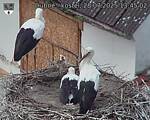 Capi_Dubne_20250728_134502.jpg