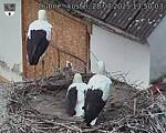 Capi_Dubne_20250728_135003.jpg