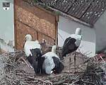 Capi_Dubne_20250728_140003.jpg