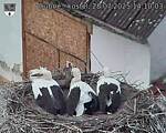Capi_Dubne_20250728_141003.jpg