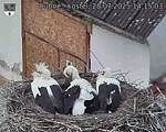 Capi_Dubne_20250728_141503.jpg