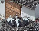 Capi_Dubne_20250728_142004.jpg