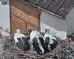 Capi_Dubne_20250728_142503.jpg