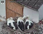 Capi_Dubne_20250728_143003.jpg