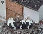 Capi_Dubne_20250728_144002.jpg