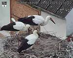 Capi_Dubne_20250728_151002.jpg
