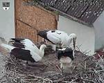 Capi_Dubne_20250728_154502.jpg