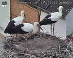 Capi_Dubne_20250728_160003.jpg