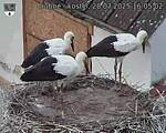 Capi_Dubne_20250728_160503.jpg
