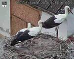 Capi_Dubne_20250728_163503.jpg