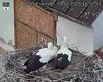 Capi_Dubne_20250728_165003.jpg