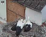 Capi_Dubne_20250728_170002.jpg