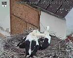 Capi_Dubne_20250728_170503.jpg