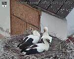 Capi_Dubne_20250728_171003.jpg