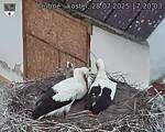 Capi_Dubne_20250728_172003.jpg