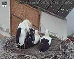 Capi_Dubne_20250728_173002.jpg