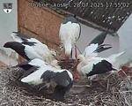 Capi_Dubne_20250728_175502.jpg