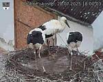 Capi_Dubne_20250728_180003.jpg
