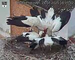 Capi_Dubne_20250728_180502.jpg