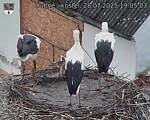 Capi_Dubne_20250728_190503.jpg