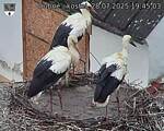 Capi_Dubne_20250728_194503.jpg