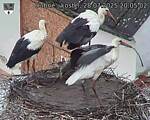 Capi_Dubne_20250728_200503.jpg