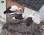 Capi_Dubne_20250728_203503.jpg