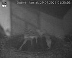 Capi_Dubne_20250729_012503.jpg