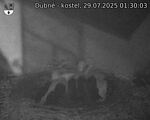 Capi_Dubne_20250729_013003.jpg