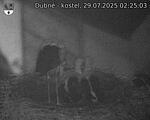 Capi_Dubne_20250729_022503.jpg
