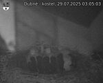 Capi_Dubne_20250729_030503.jpg