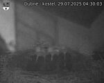 Capi_Dubne_20250729_043003.jpg